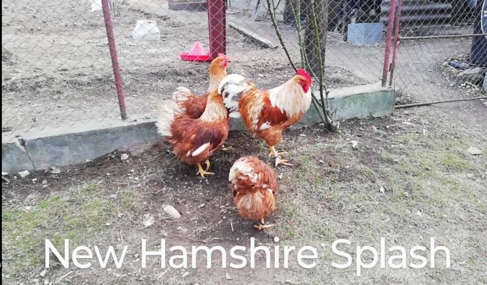 Păsări de rasă, Familii 2+1