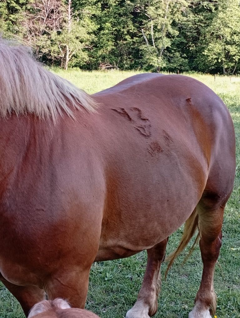 Iapa de vânzare cu mânza
