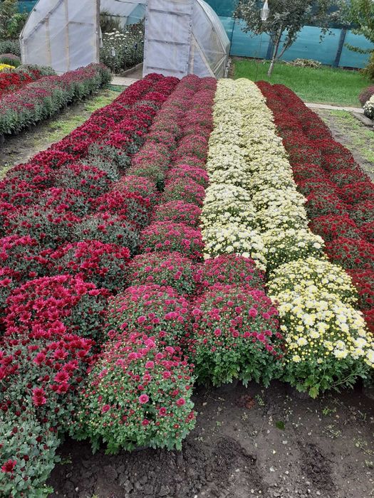 Vand crizanteme la ghiveci, fir si buchet diverse marim si culori