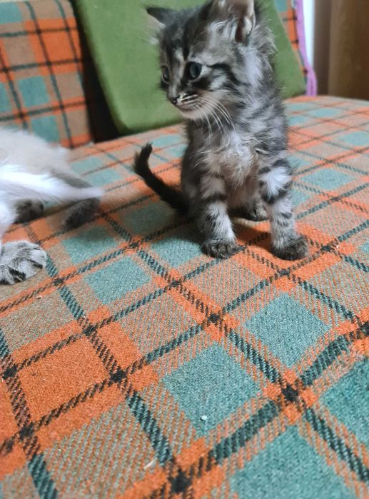 Ofer spre adopție pui de pisica