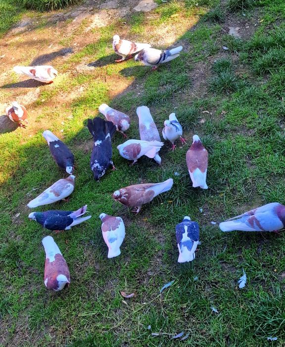 Porumbei jucători rolari de Birmingham