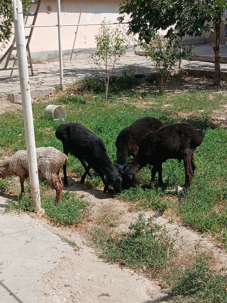 Qoyla sotiladi  k