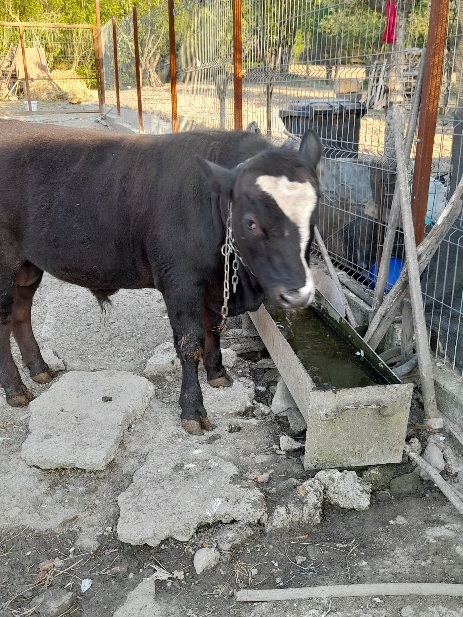 Vand vitel 8 luni