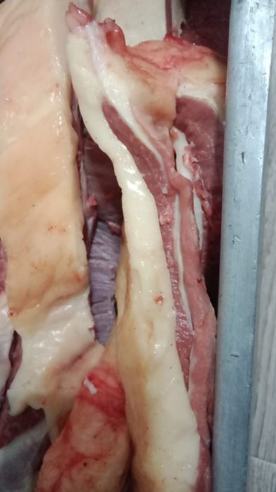 Соғымға жақсы жабағылар сатамыз