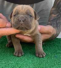 Femela cane corso