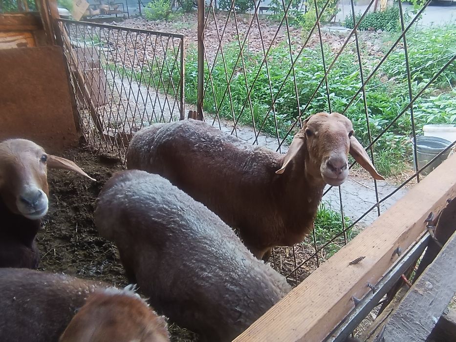 Қурбонликка қўчқорлар бор  хар хил килограмли соғлом