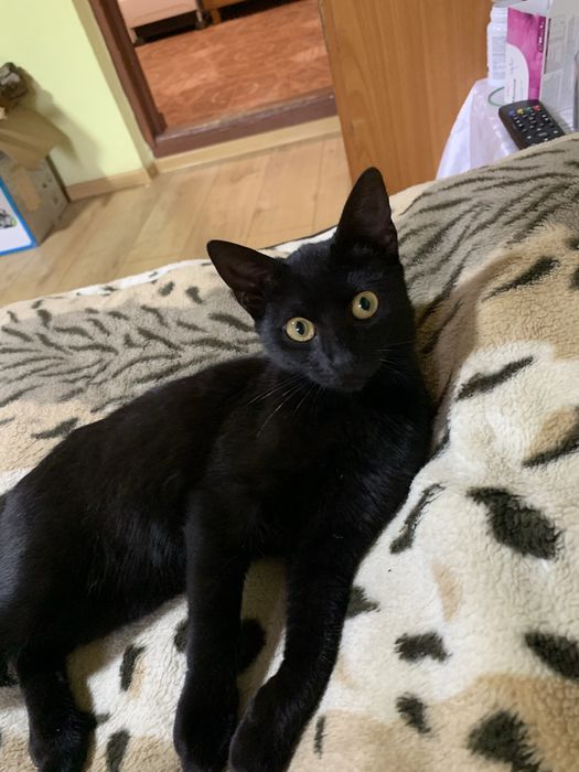 Donez pisica neagra