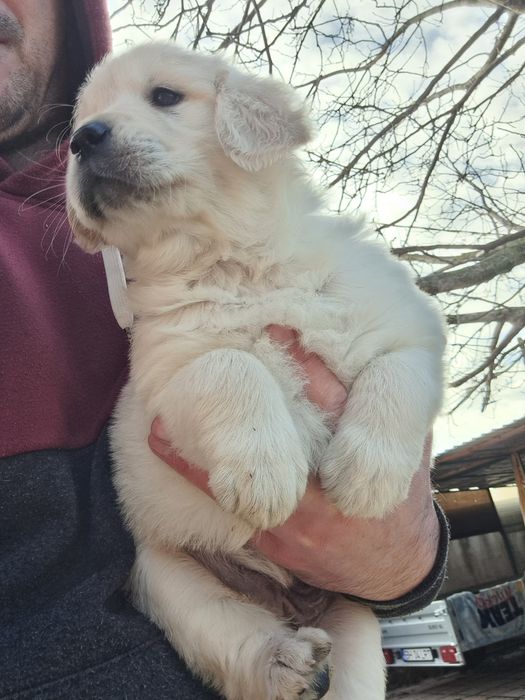 Golden retriever rasa pura