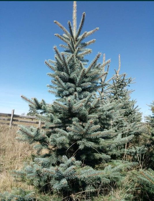 Vând brazi arginti 180cm 200cm