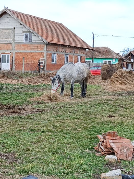Vând mânzâ sura de trei ani jumate