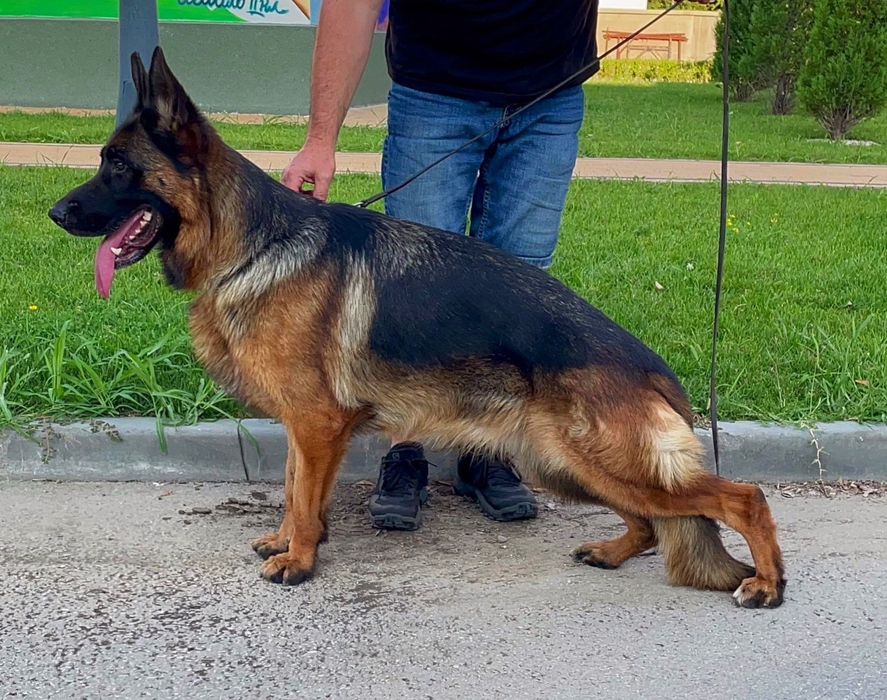 Немска овчарка женска