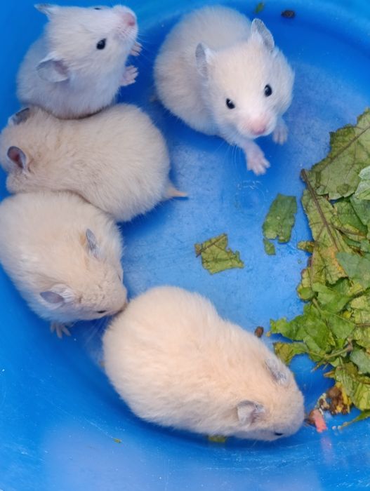 Продаю срочно !.Хомяков ,с клетками в месте .