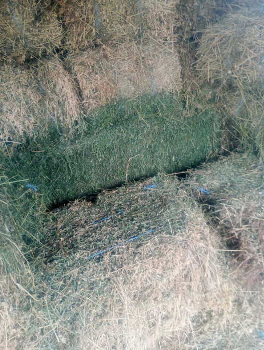 Vând baloți lucernă 25 lei bucata