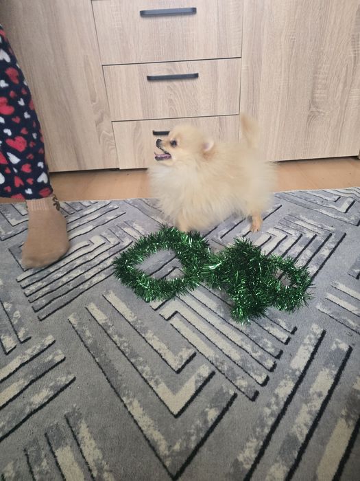 Женски померан на 5 месеца