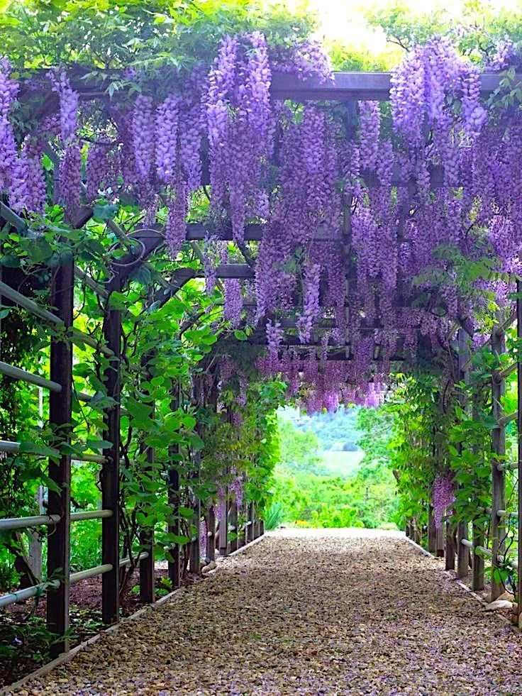 Глициния (Wisteria)