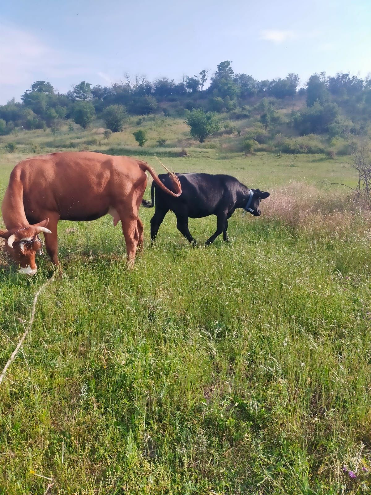 Vacă de vînzare și vițică