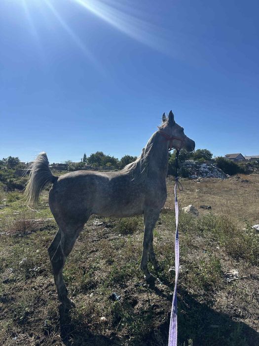 Vand iapa PSA gestanta cu KPW