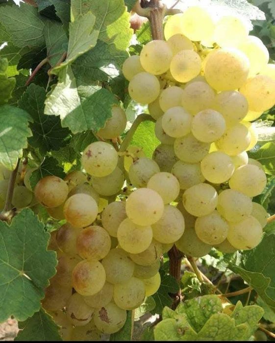 Vând struguri de vin