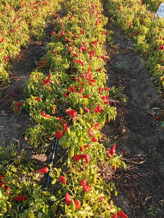 Сладък червен пипер