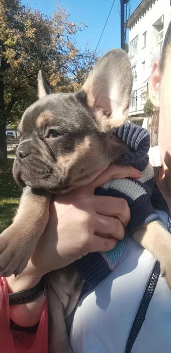 Френски булдог чистокръвна красавица