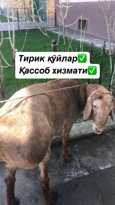 Qo’chqorlar, qassob xizmati