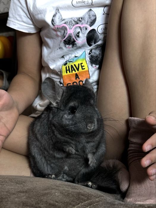 Шиншилла редкого окраса Эбони (Блэки) нос. Фиолета и ангоры