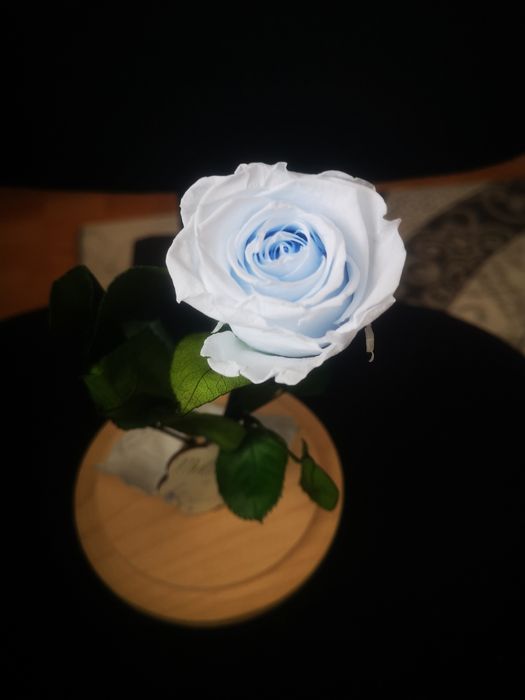 Trandafir criogenat albastru deschis în cupola de sticla