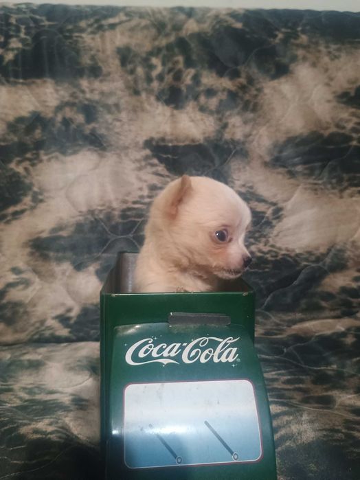 Свободно момче чихуахуа