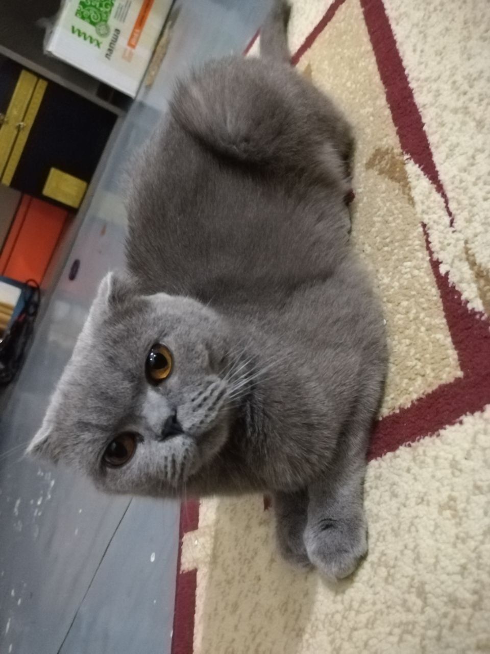 Скотиш фолт сотилади