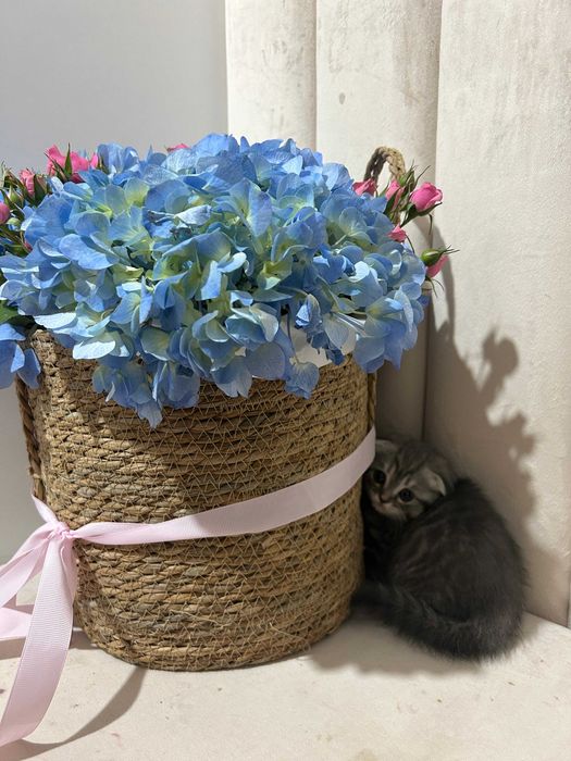 Шотландская вислоухо