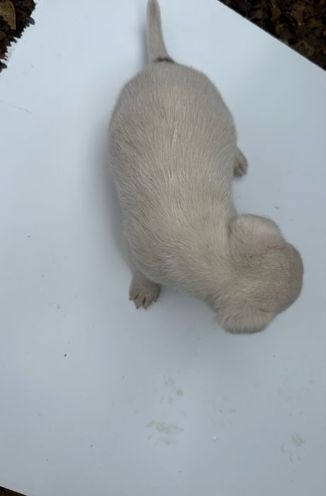 Джак ръсел 4 броя