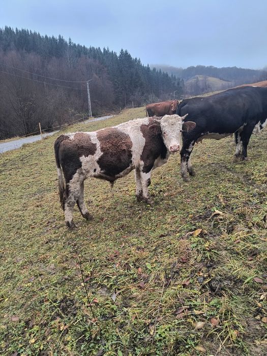 Vând taur bălțat!