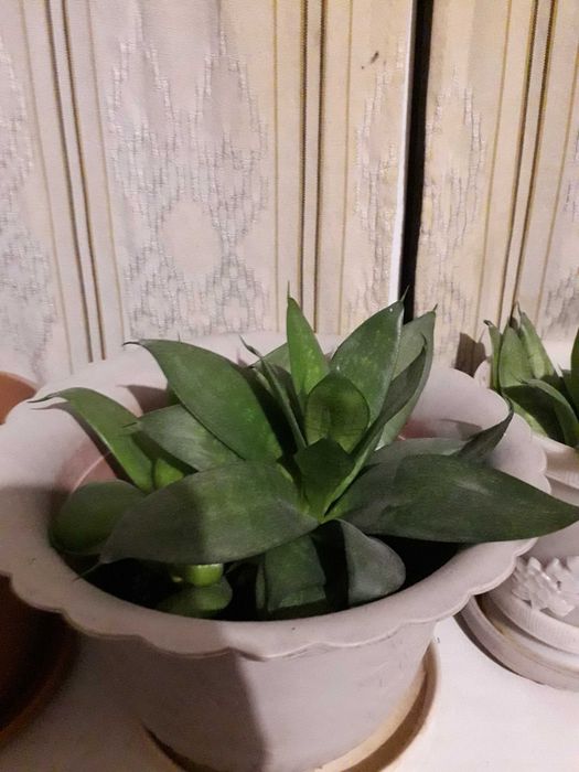 Продам комнатные растения разные