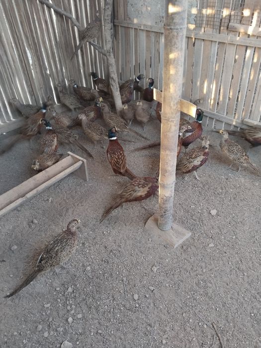 Фазаны охотничие