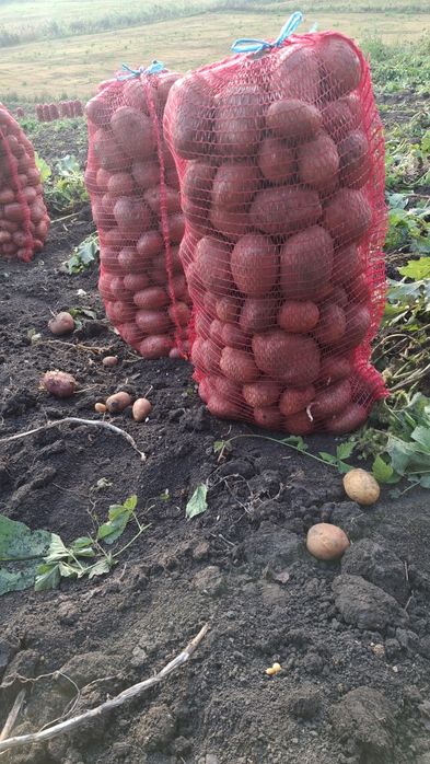 Cartofii de consum și de animale