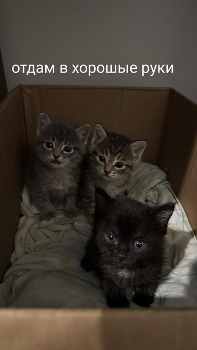 Отдам бесплатно котят