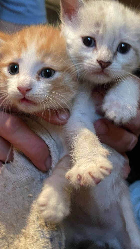 продам котят в хорошие руки