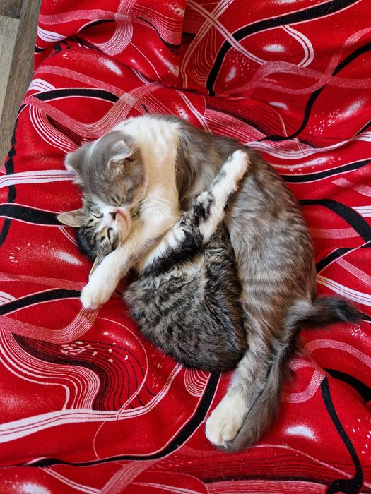Кот вислоухий 2,5мес