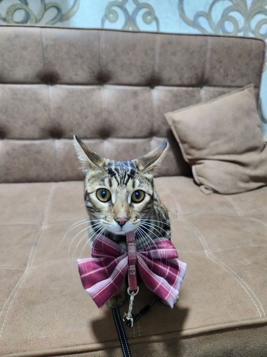 Bengal mushuk srochno sotiladi