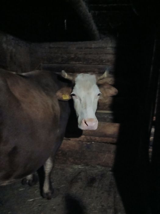 Vaca de lapte forte grasa