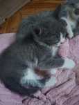 Отдам котят отдам