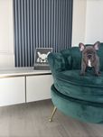 Bulldog francez Frenchie House