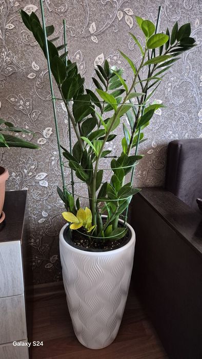 Цветок, долларовое дерево