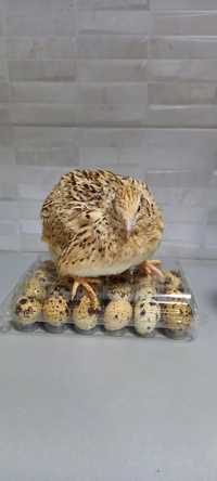 Oua de prepeliță si prepelițe