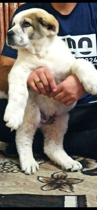 Шенок Алабая чистокровный