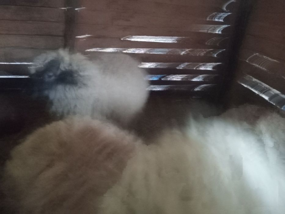 5 Milușe de vânzare