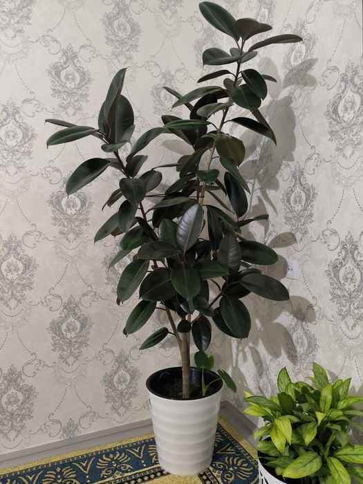 Продается цветок черный фикус 2 м