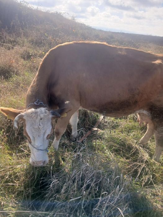 Vând vaca de 7 ani gestanta de5luni cu belgian