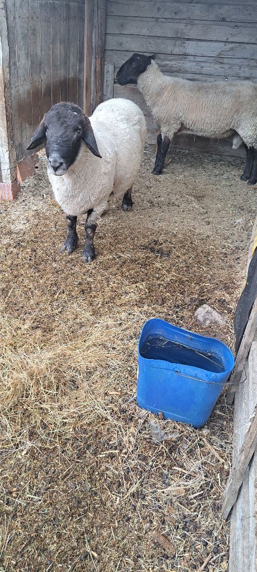 Berbec suffolk 4 ani
Vând berbec cu acte la 4 ani,pentru reproducție
