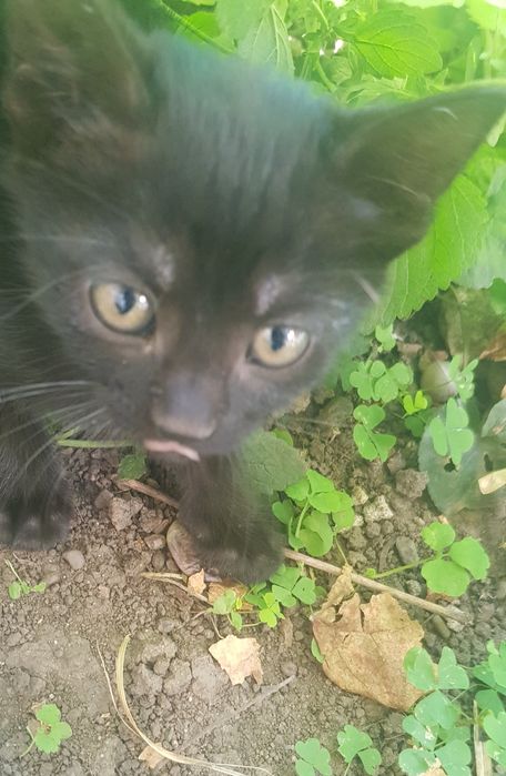 ADOPTIE pui de pisica URGENT